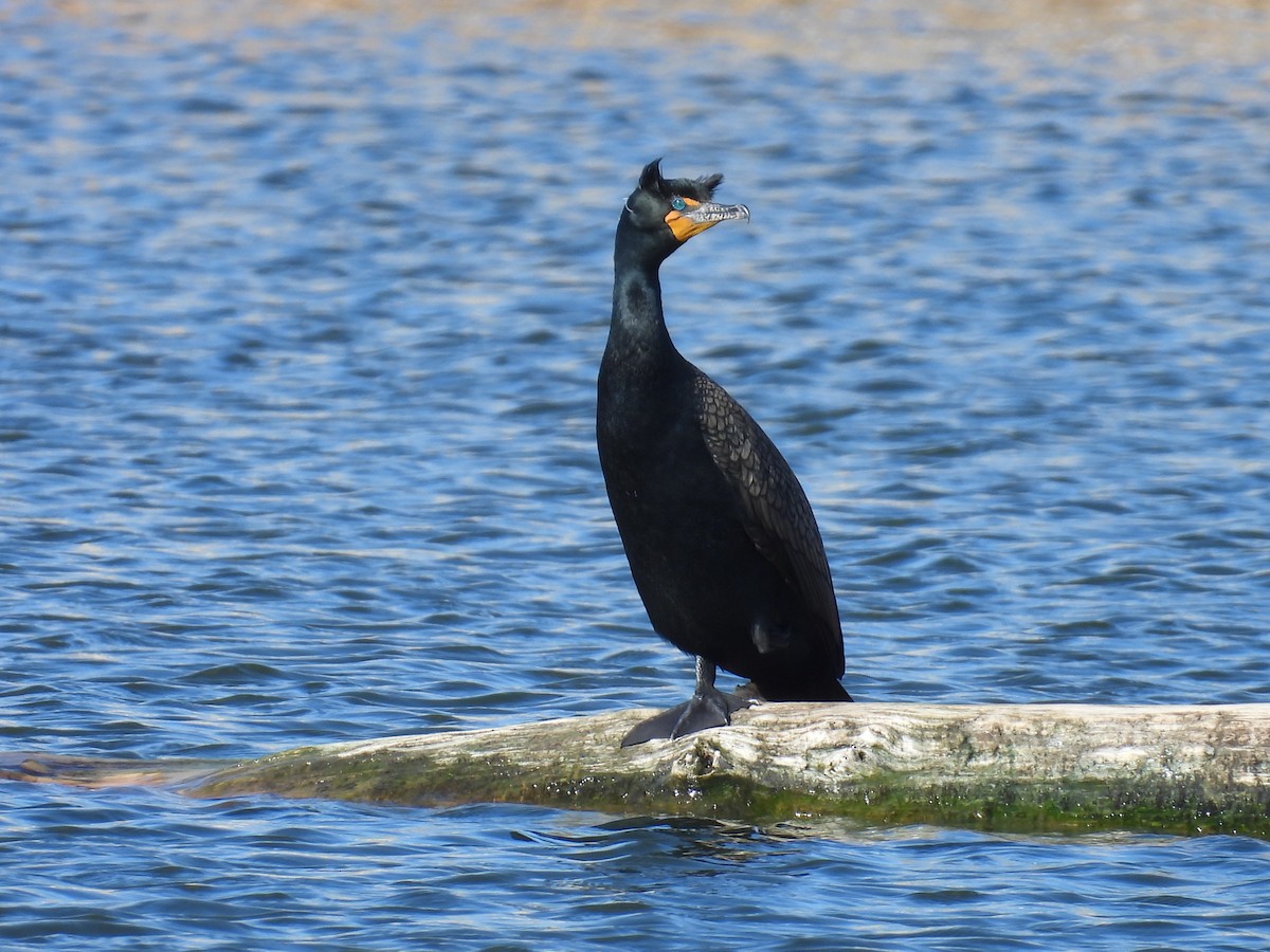 Double-crested Cormorant - Jay Breidt