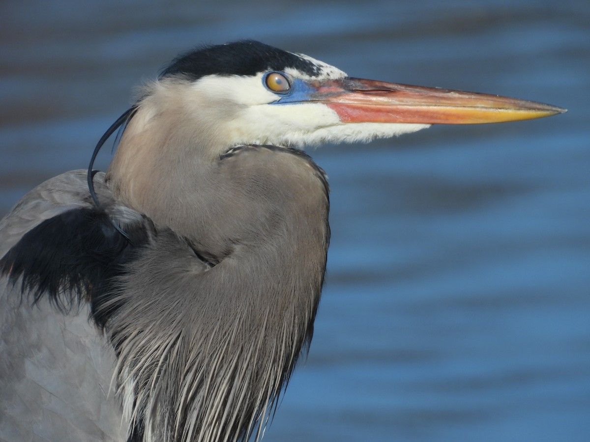 Great Blue Heron - Jay Breidt