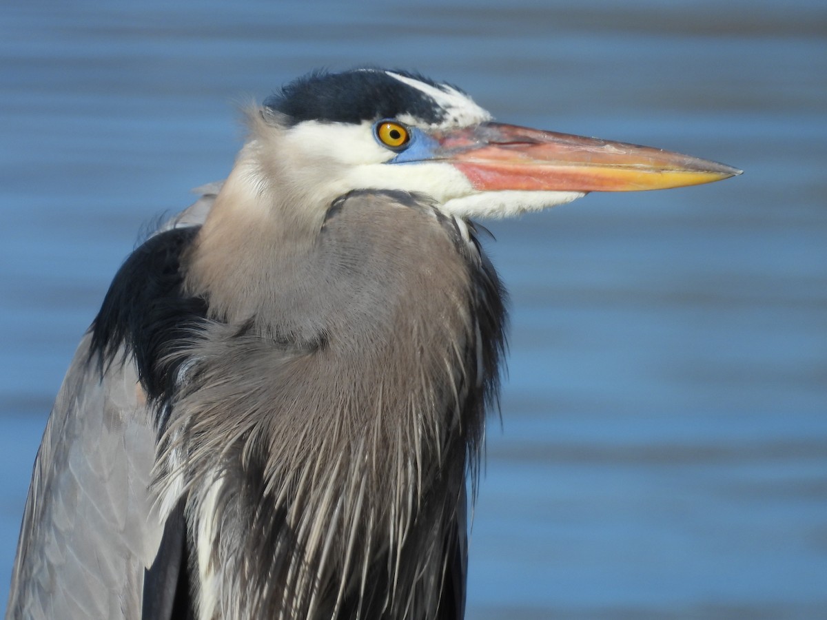 Great Blue Heron - Jay Breidt