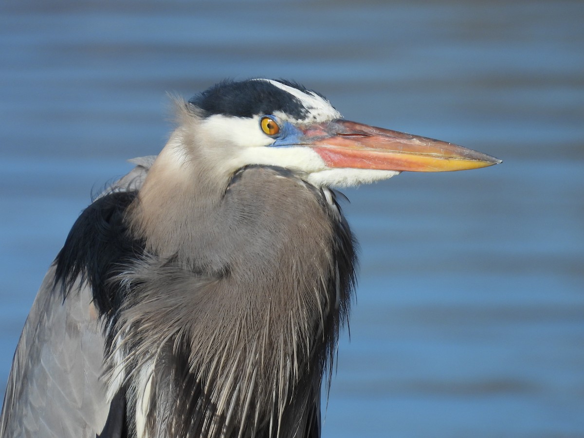 Great Blue Heron - Jay Breidt