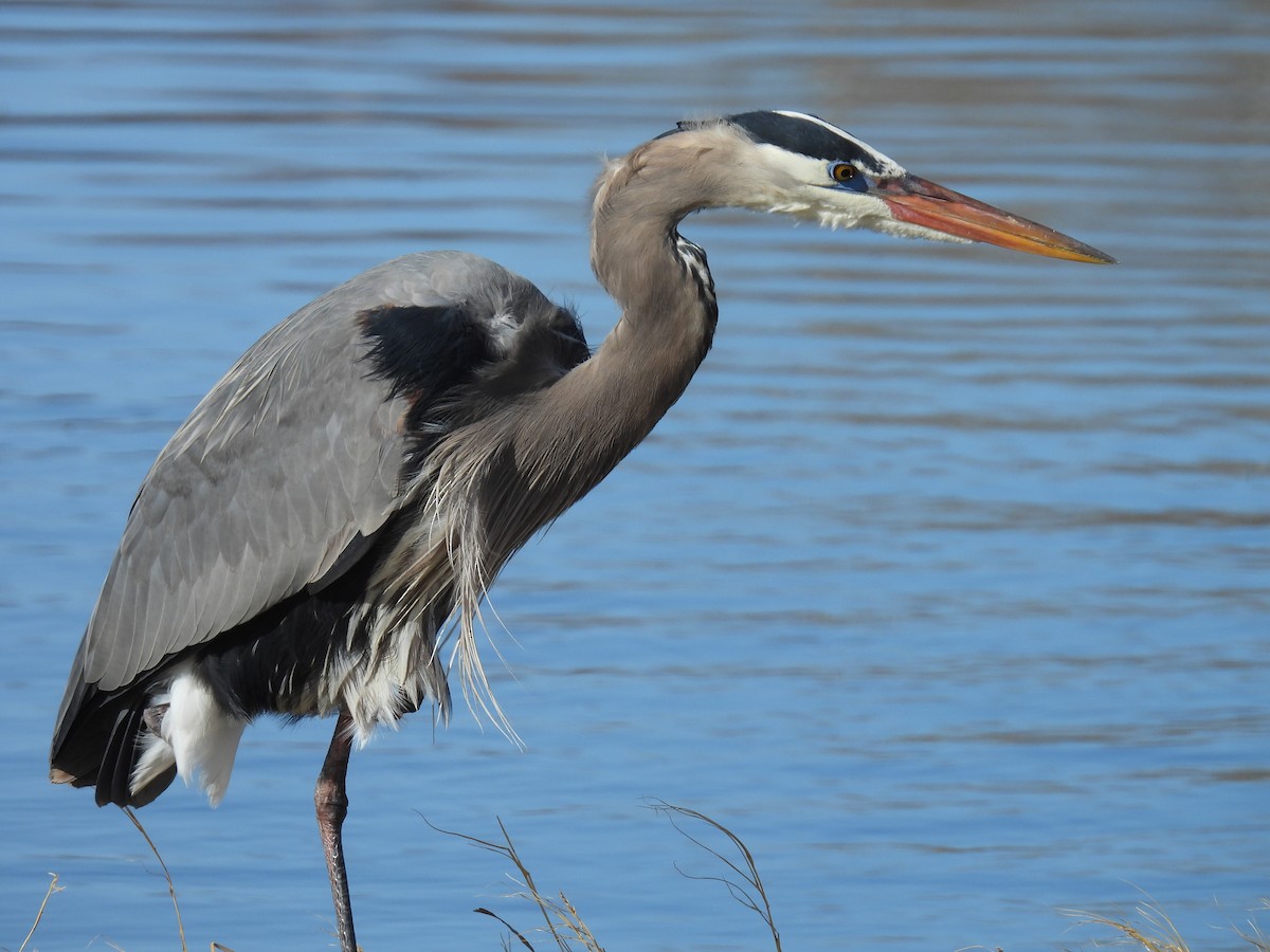 Great Blue Heron - Jay Breidt