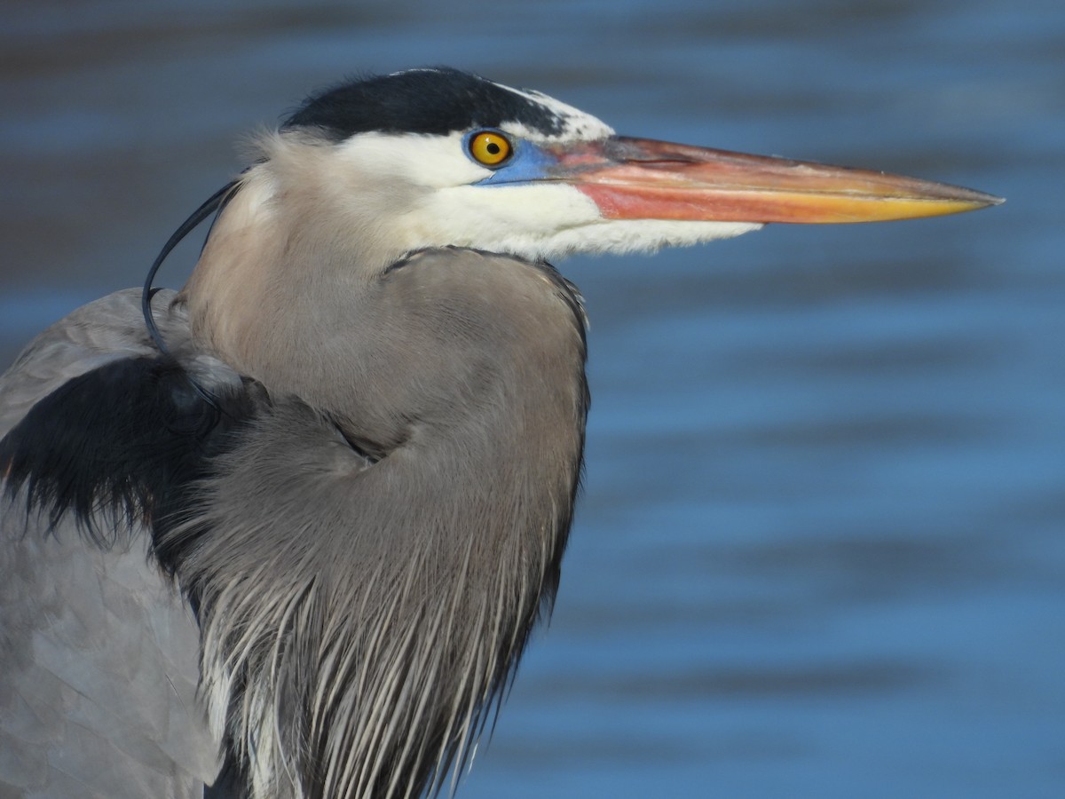 Great Blue Heron - Jay Breidt