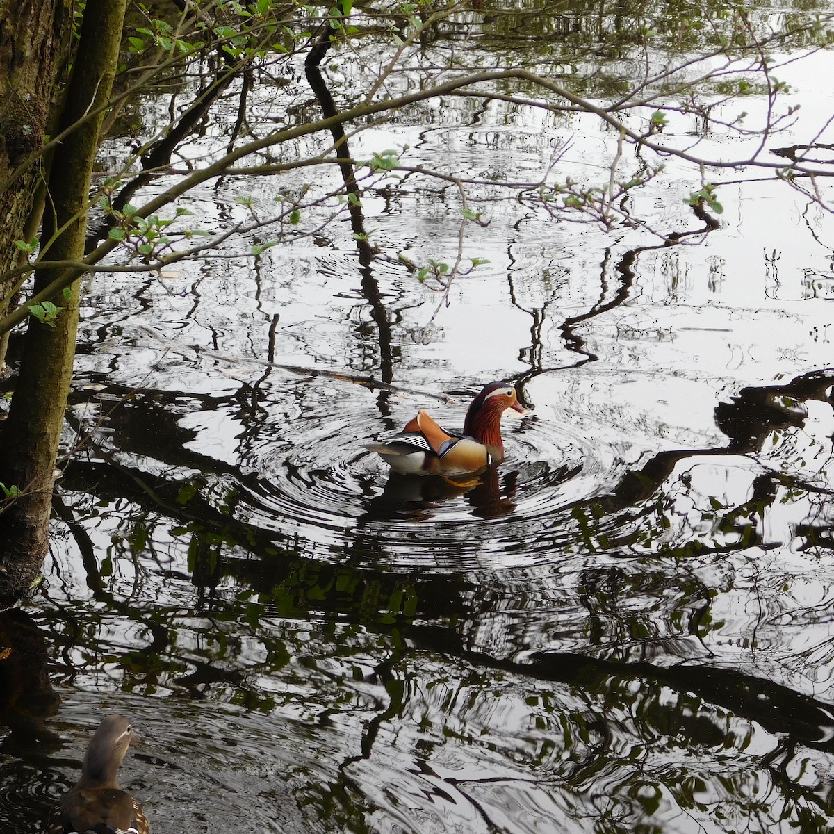 Mandarin Duck - ML617039680