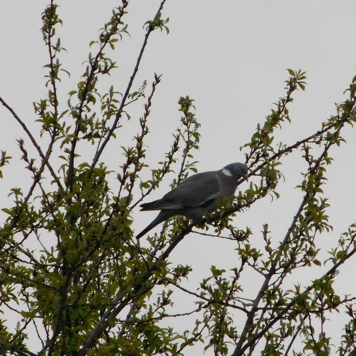 Common Wood-Pigeon - ML617039689