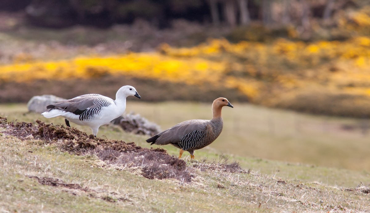 Upland Goose - ML617039693