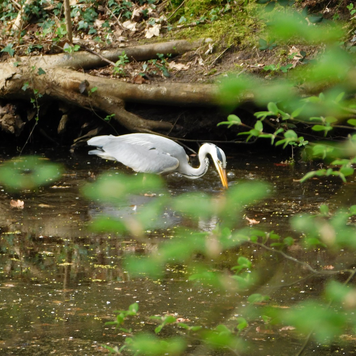 Gray Heron - ML617039696