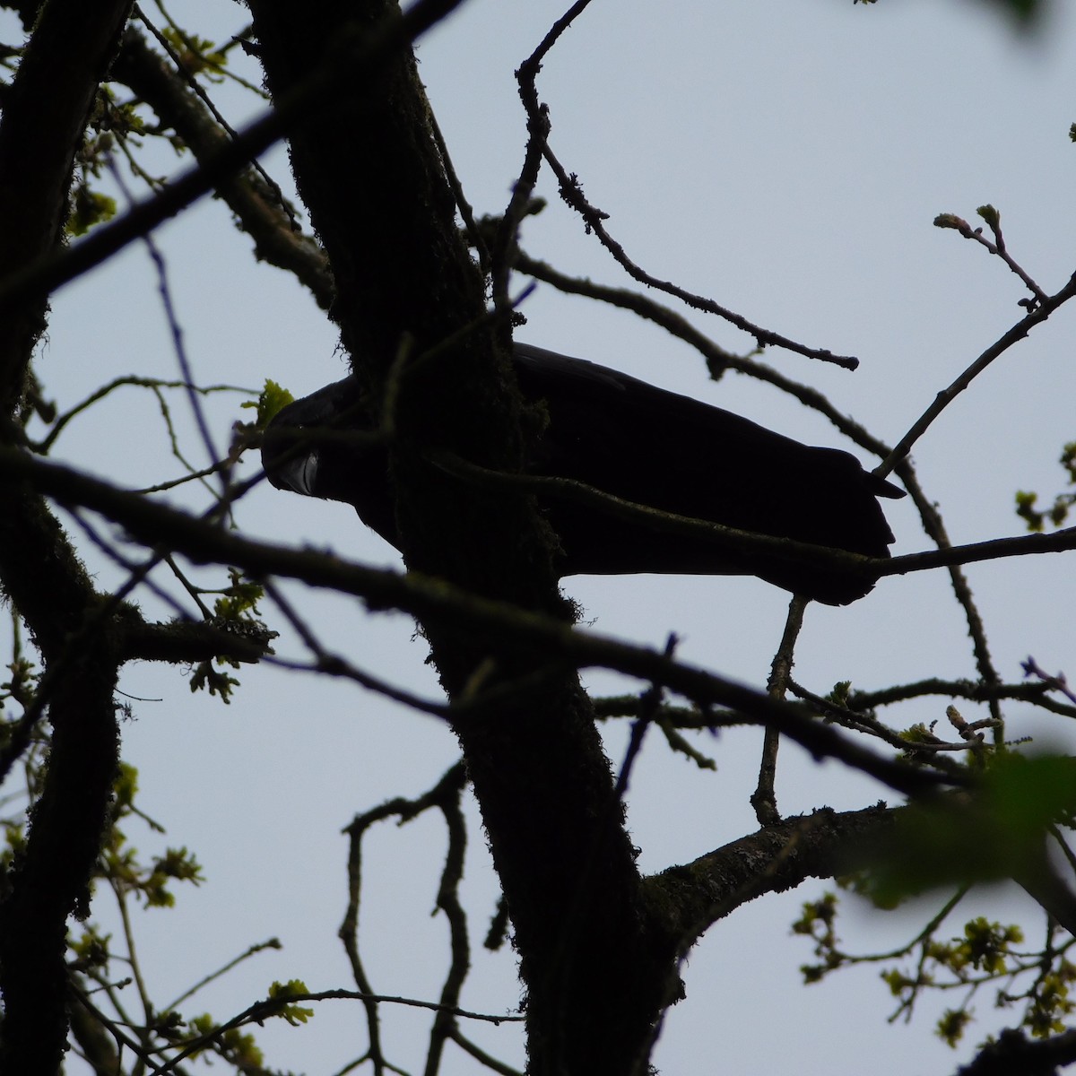 Carrion Crow - Pavlina Belokrenitskaia