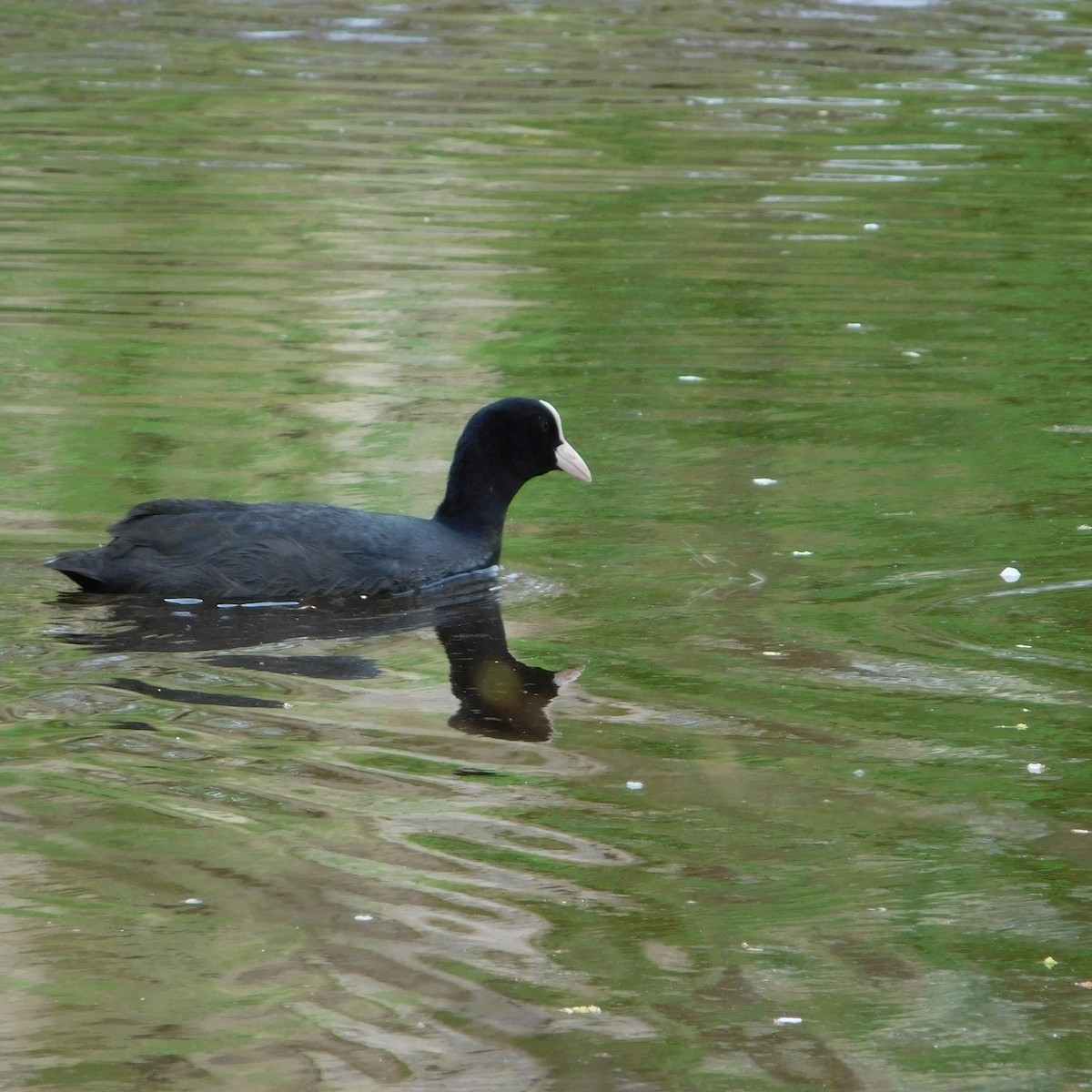 Eurasian Coot - ML617039710