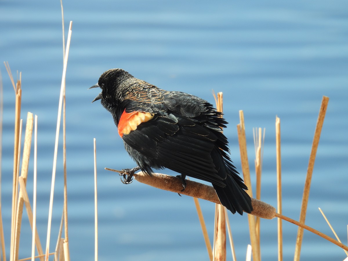 Red-winged Blackbird - Jay Breidt