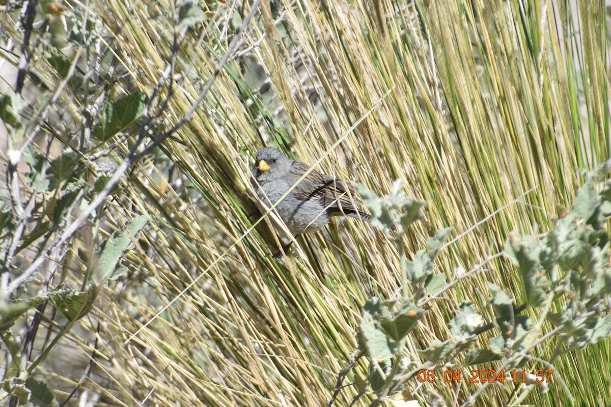 Band-tailed Seedeater - Reynaldo Valdivia Reyes