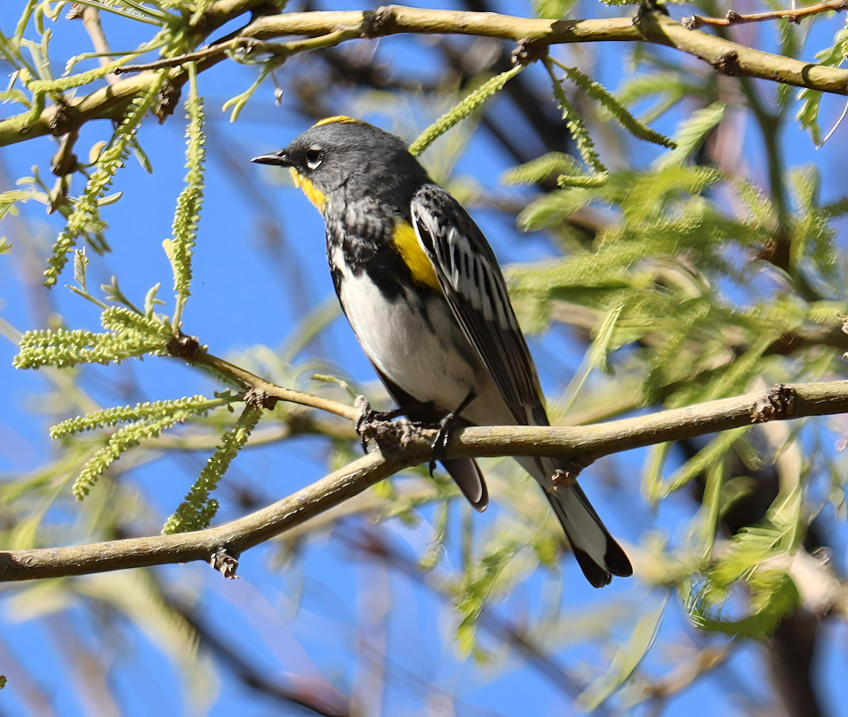 Yellow-rumped Warbler - ML617039764