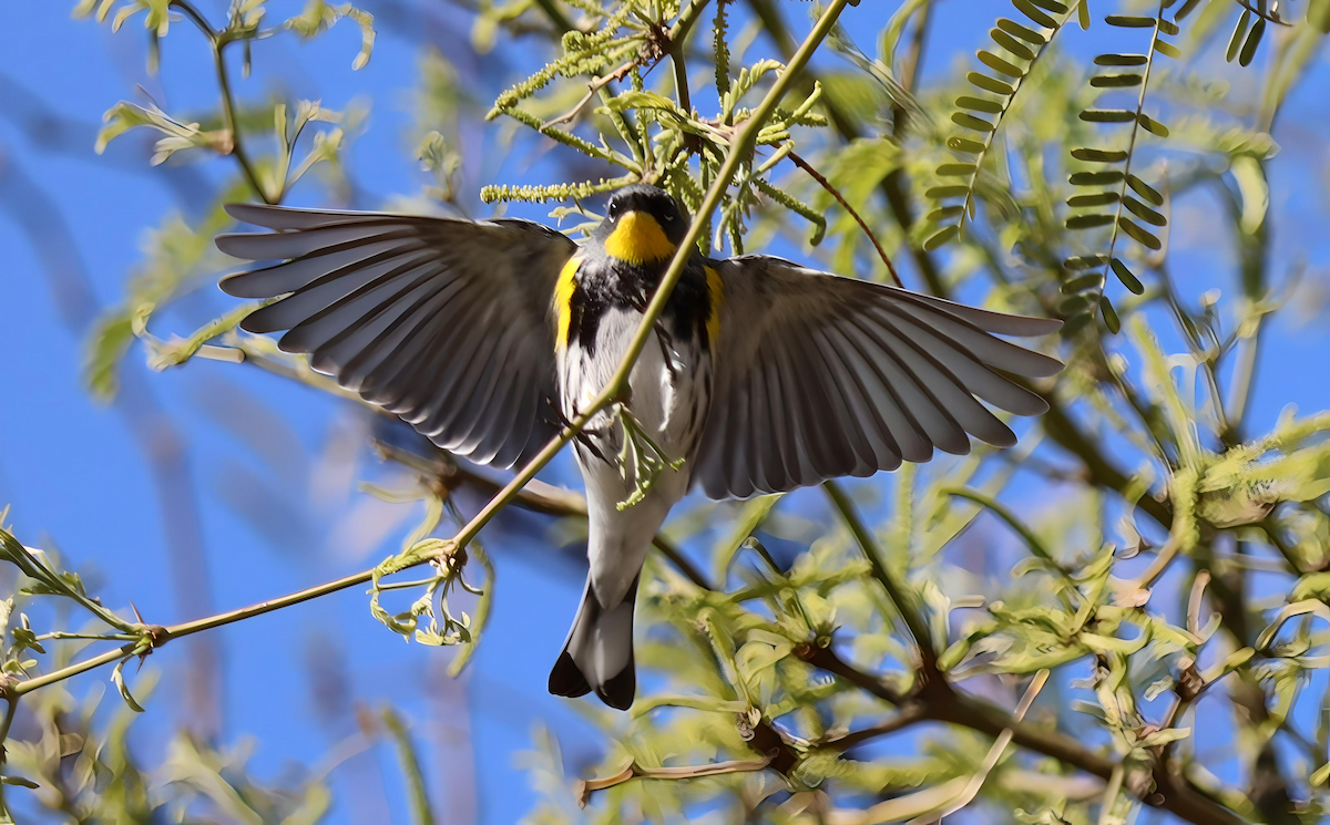 Yellow-rumped Warbler - ML617039774