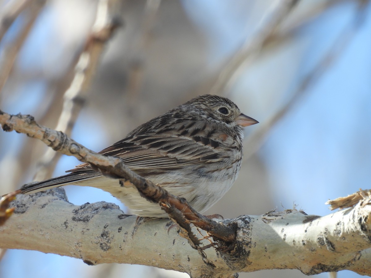 Vesper Sparrow - ML617039781