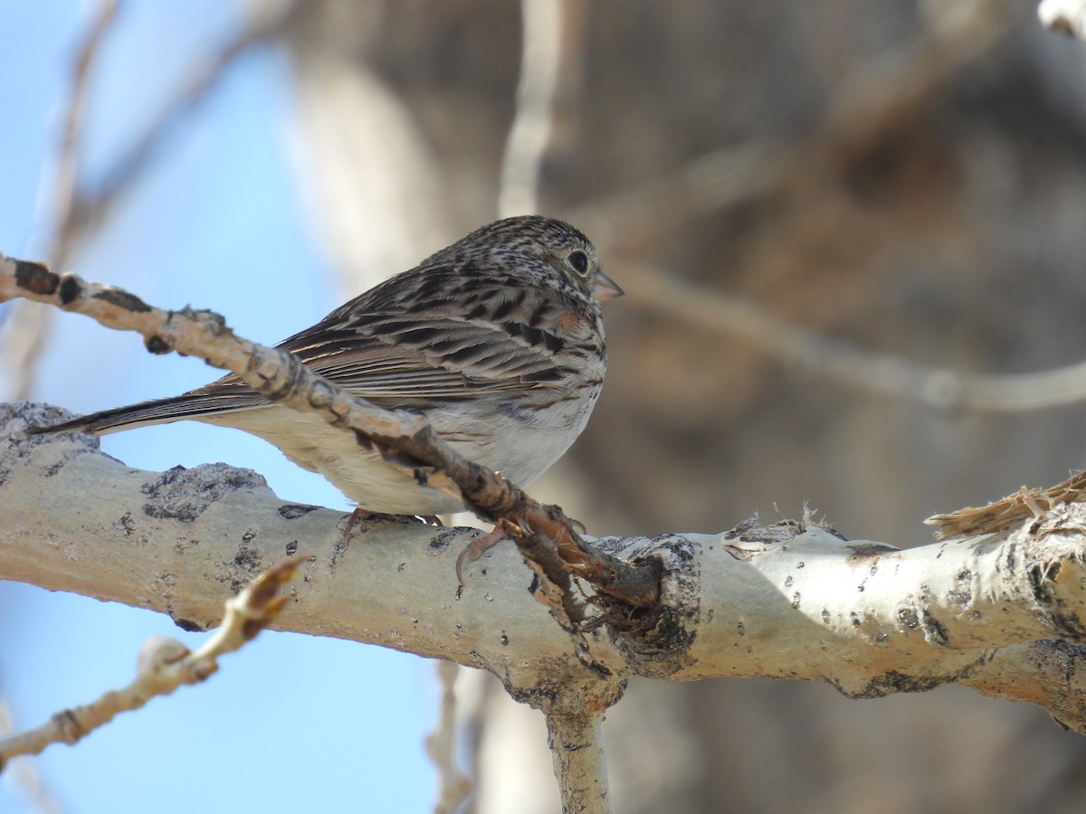 Vesper Sparrow - Jay Breidt