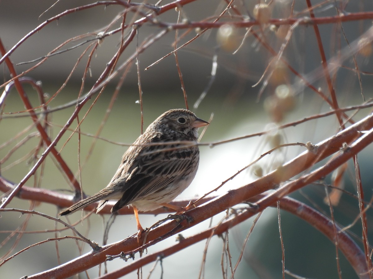 Vesper Sparrow - Jay Breidt