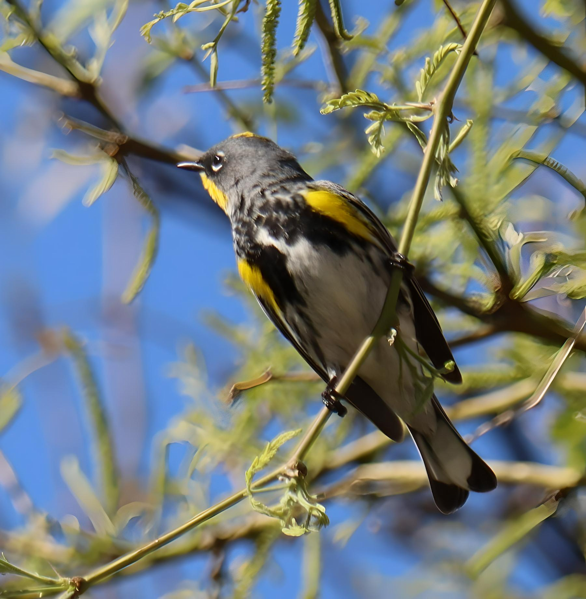 Yellow-rumped Warbler - ML617039791