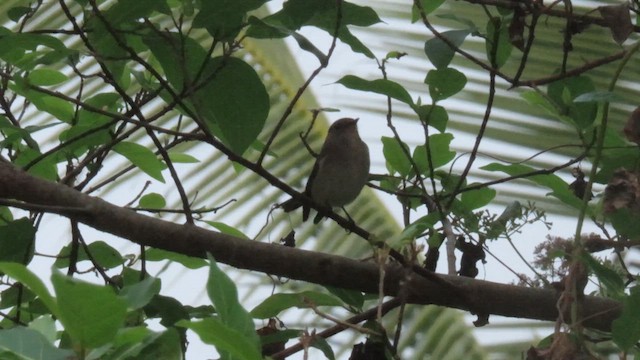 Taiga Flycatcher - ML617039847