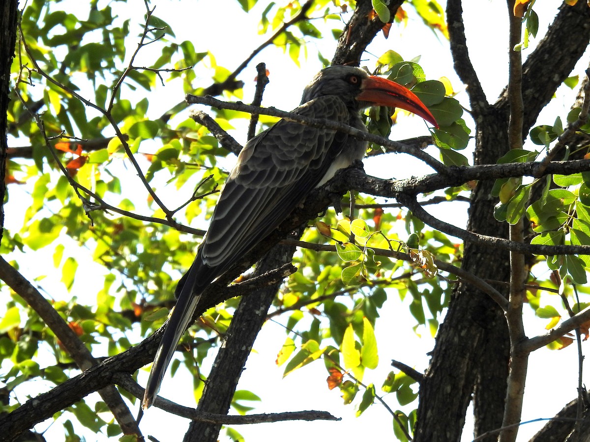 Bradfield's Hornbill - ML617039878