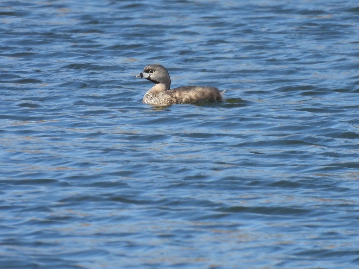 Pied-billed Grebe - Jay Breidt