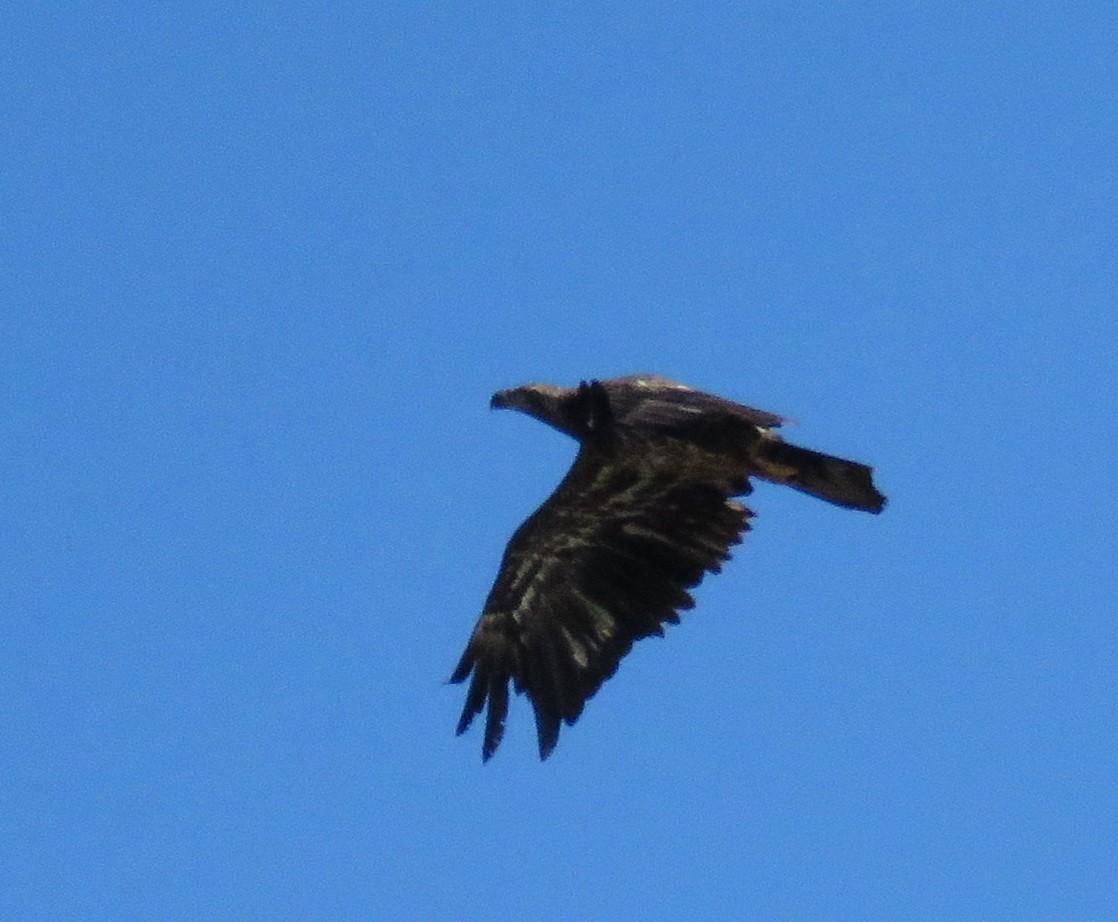 Bald Eagle - ML617039897