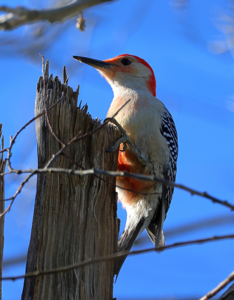 Red-bellied Woodpecker - ML617039910