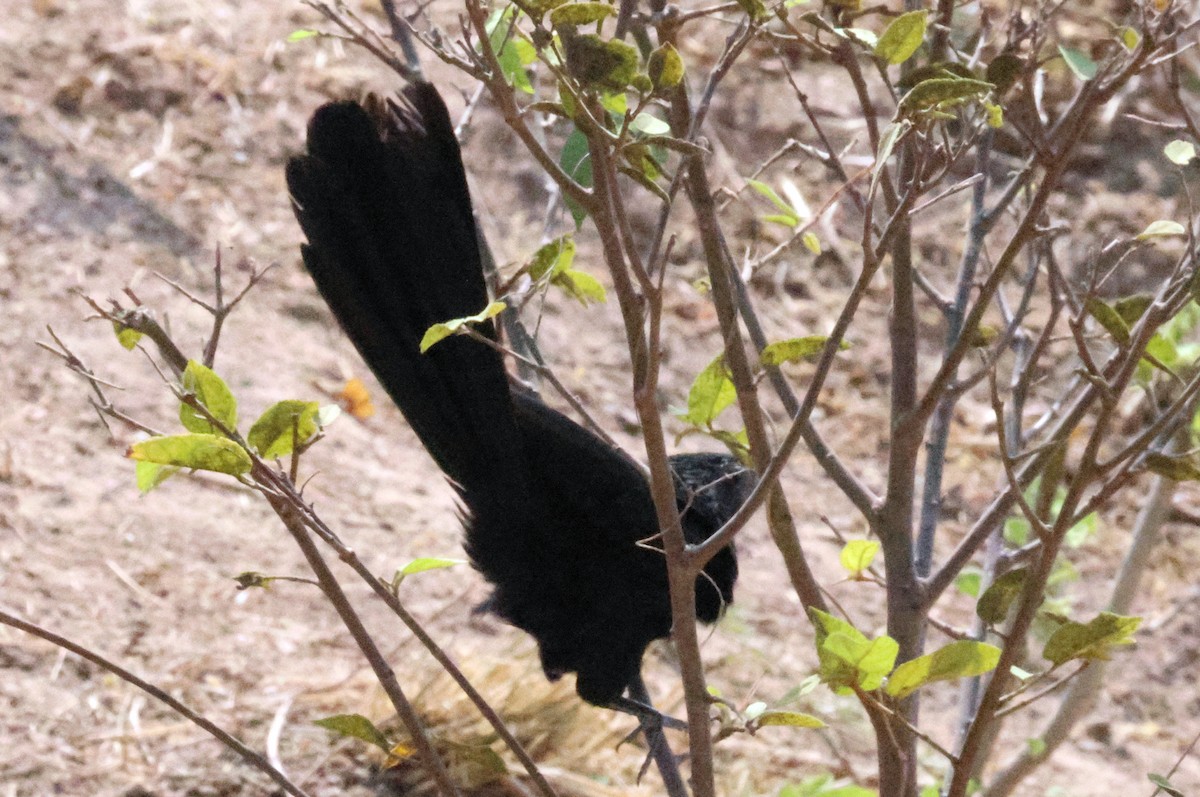 Groove-billed Ani - ML617039924