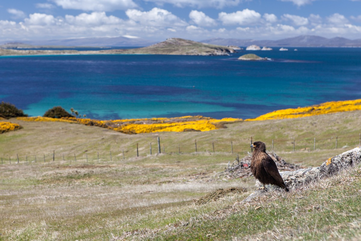 Striated Caracara - Anonymous