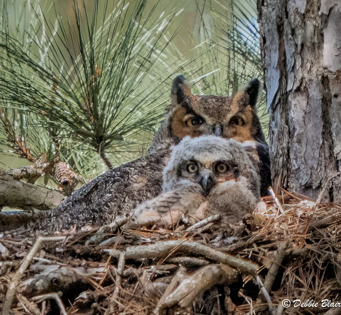 Great Horned Owl - ML617039945