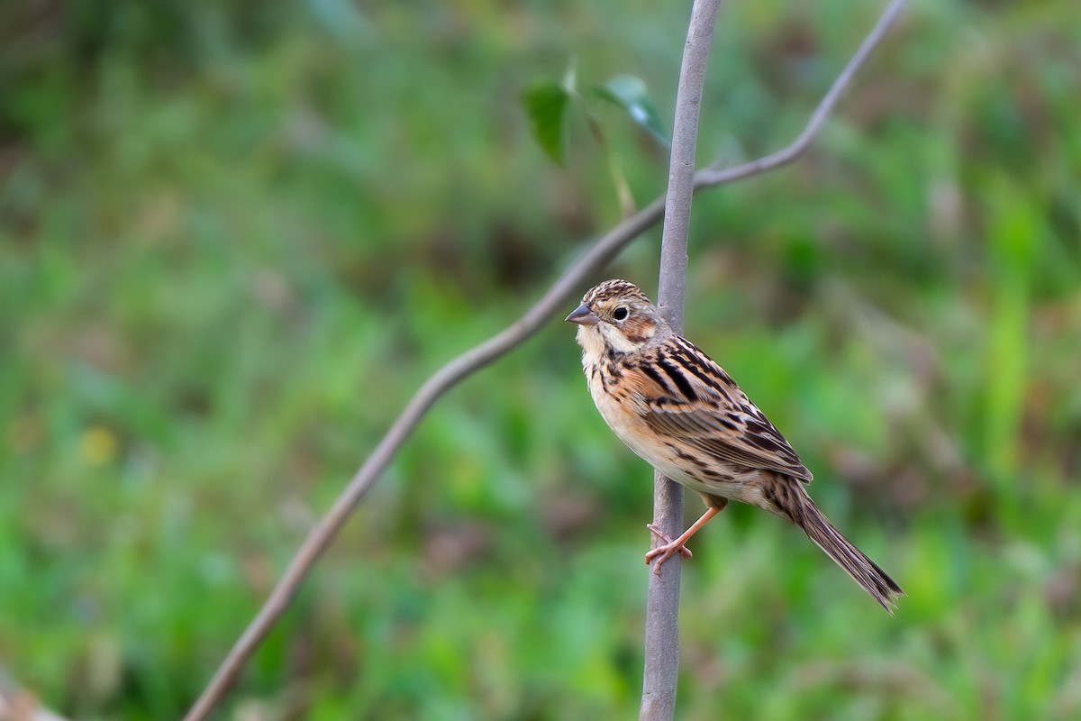 Chestnut-eared Bunting - Shawon Kuri