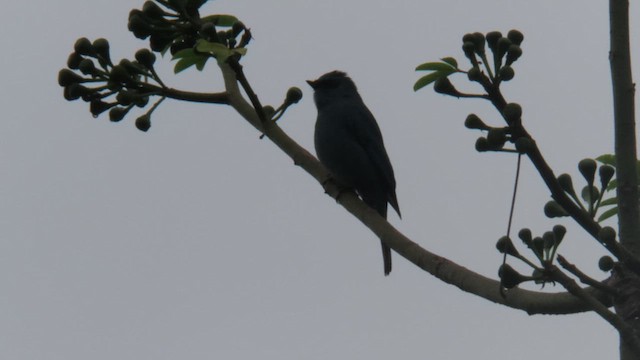 Verditer Flycatcher - ML617039954