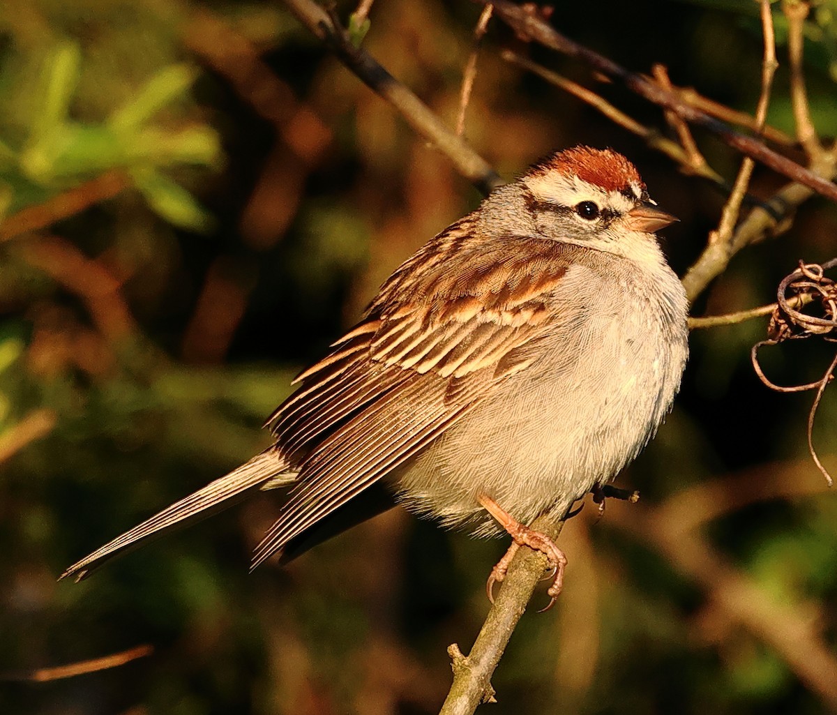 Chipping Sparrow - ML617039983