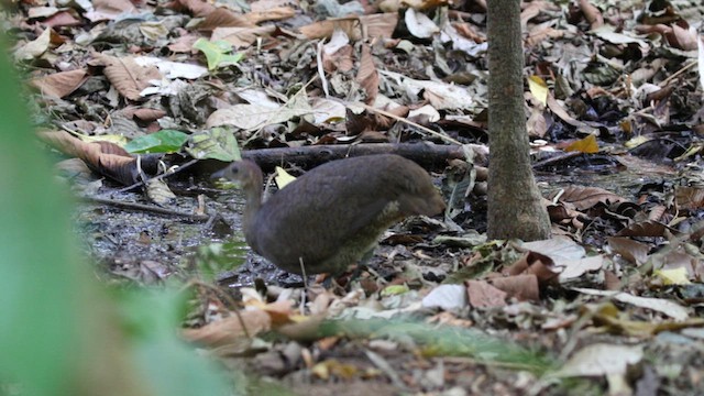 Grand Tinamou - ML617039987