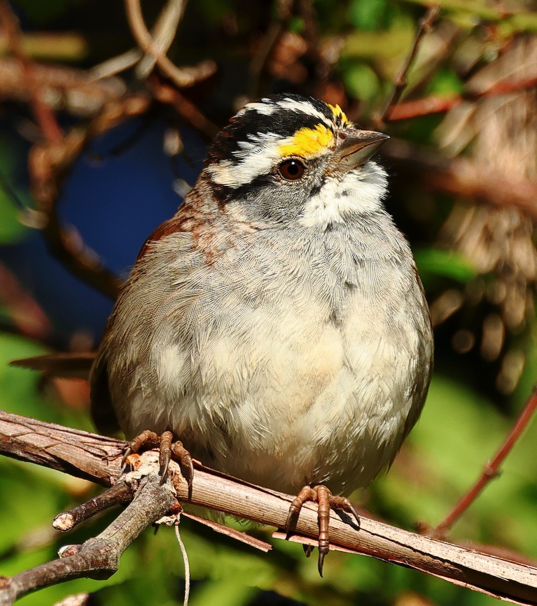 White-throated Sparrow - ML617039992