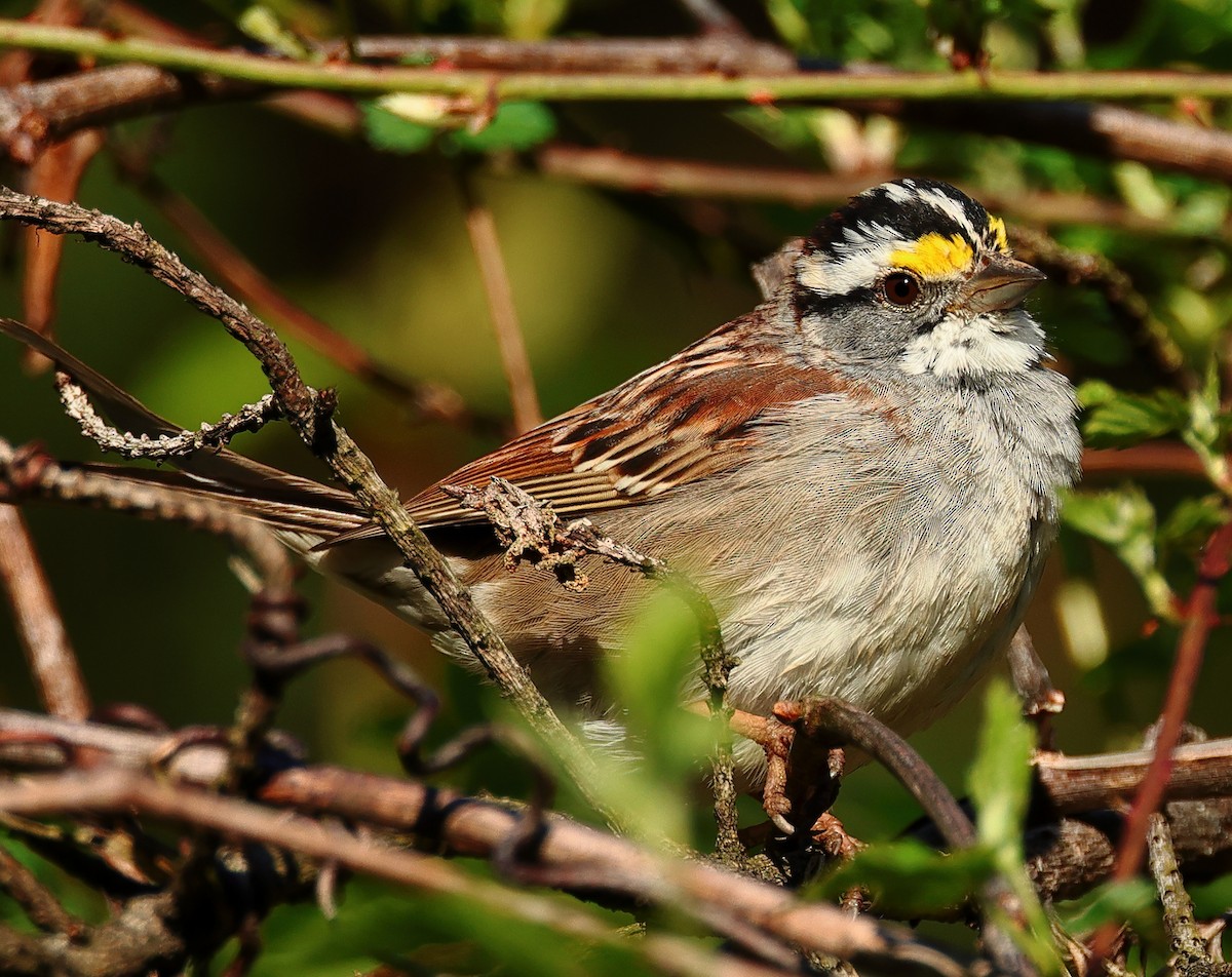 White-throated Sparrow - ML617039999