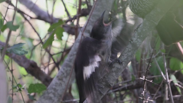 Levaillant's Cuckoo - ML617040028