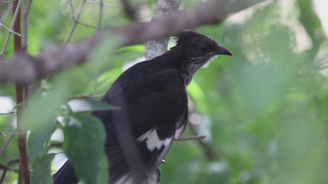 Levaillant's Cuckoo - ML617040040