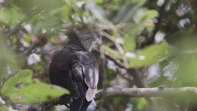 Levaillant's Cuckoo - ML617040041