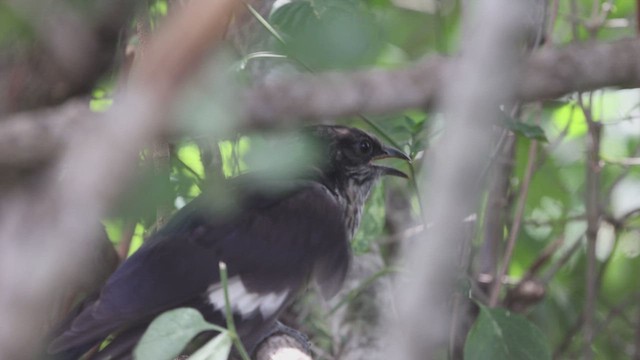 Levaillant's Cuckoo - ML617040048