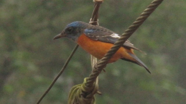 Blue-capped Rock-Thrush - ML617040055