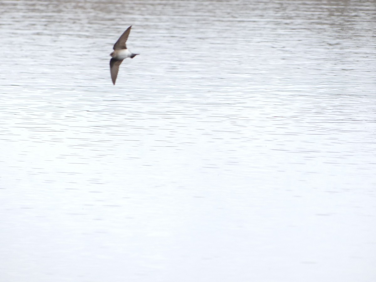 Northern Rough-winged Swallow - ML617040092