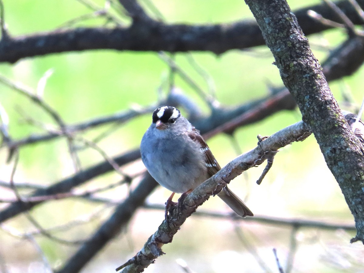 White-crowned Sparrow - Patricia and Richard Williams