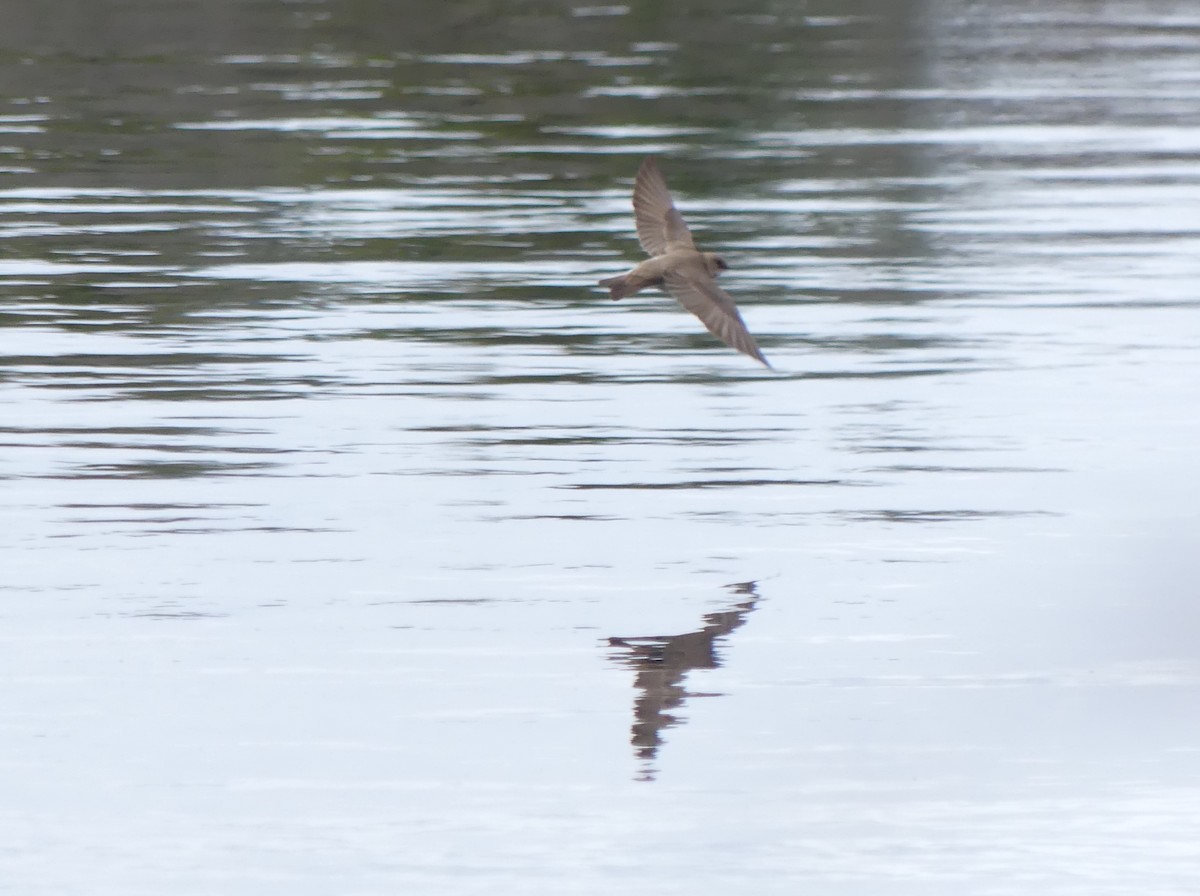 Northern Rough-winged Swallow - ML617040116