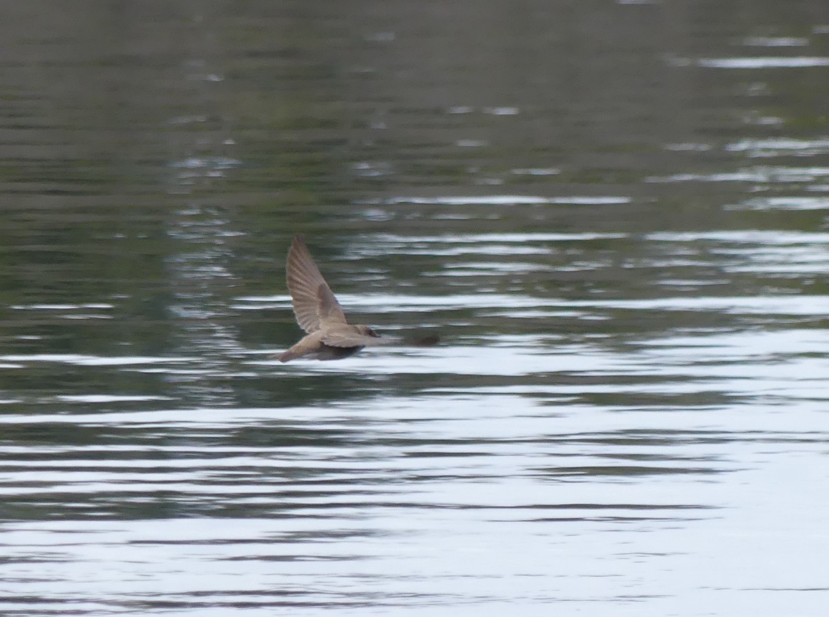 Northern Rough-winged Swallow - ML617040119