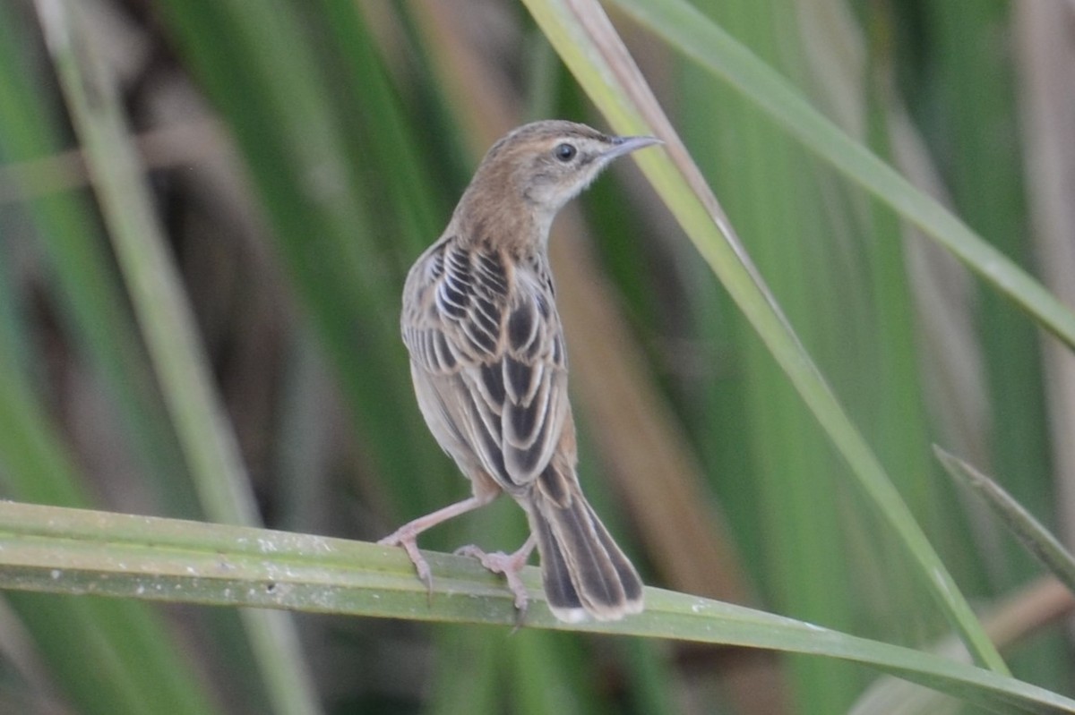 Zitting Cisticola (Double Zitting) - ML617040193