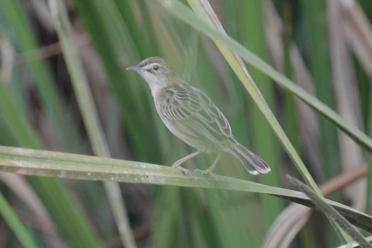 Zitting Cisticola (Double Zitting) - ML617040194