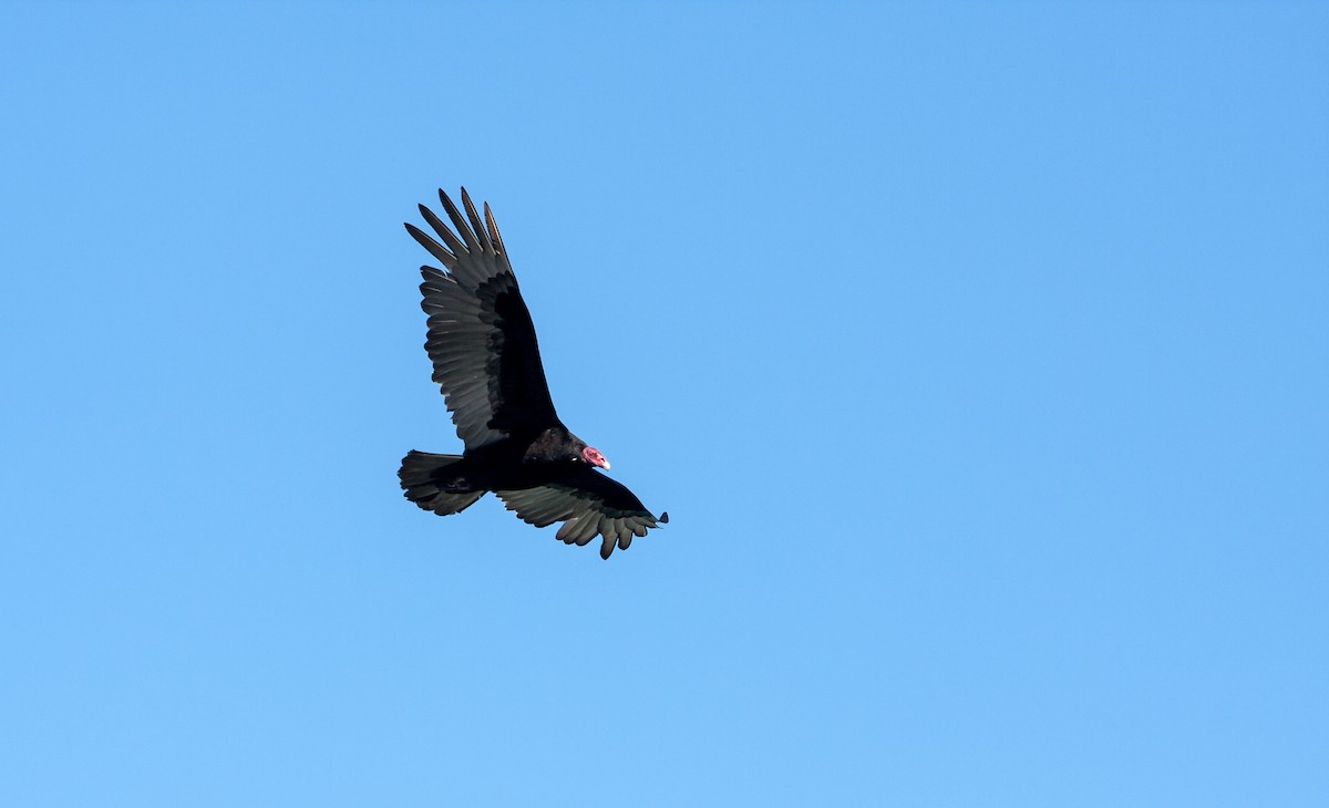 Turkey Vulture - ML617040238