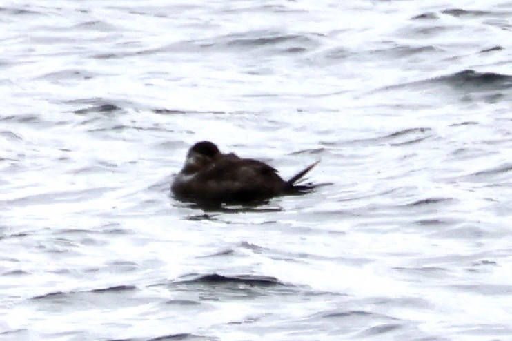 Ruddy Duck - David Somers