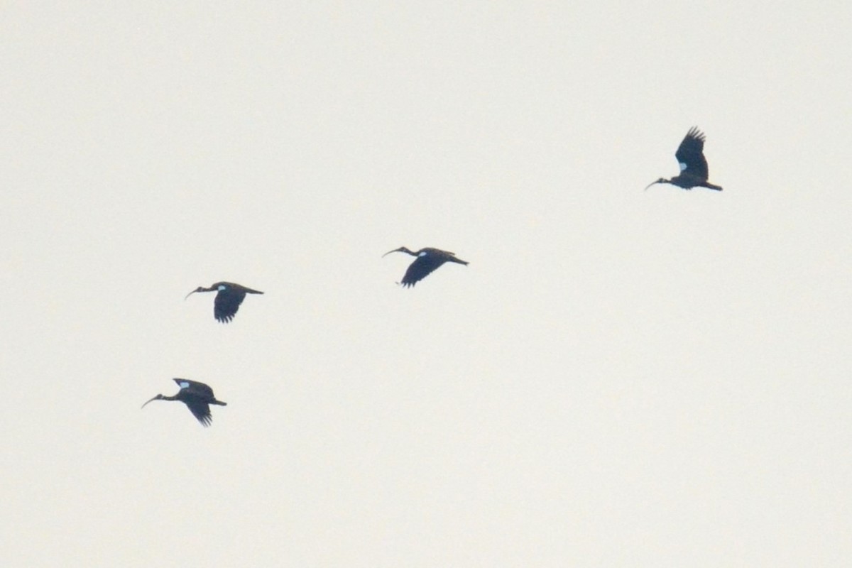 ibis běloramenný - ML617040289