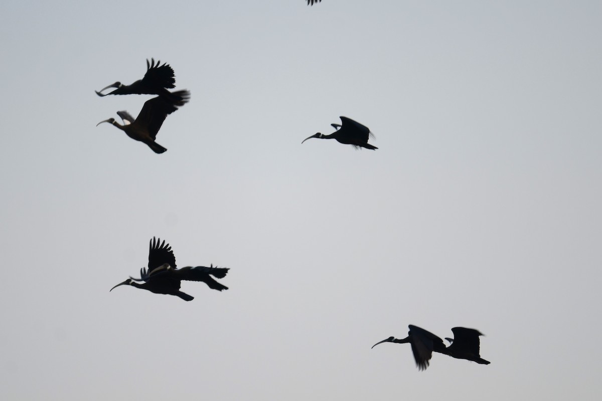 White-shouldered Ibis - ML617040290