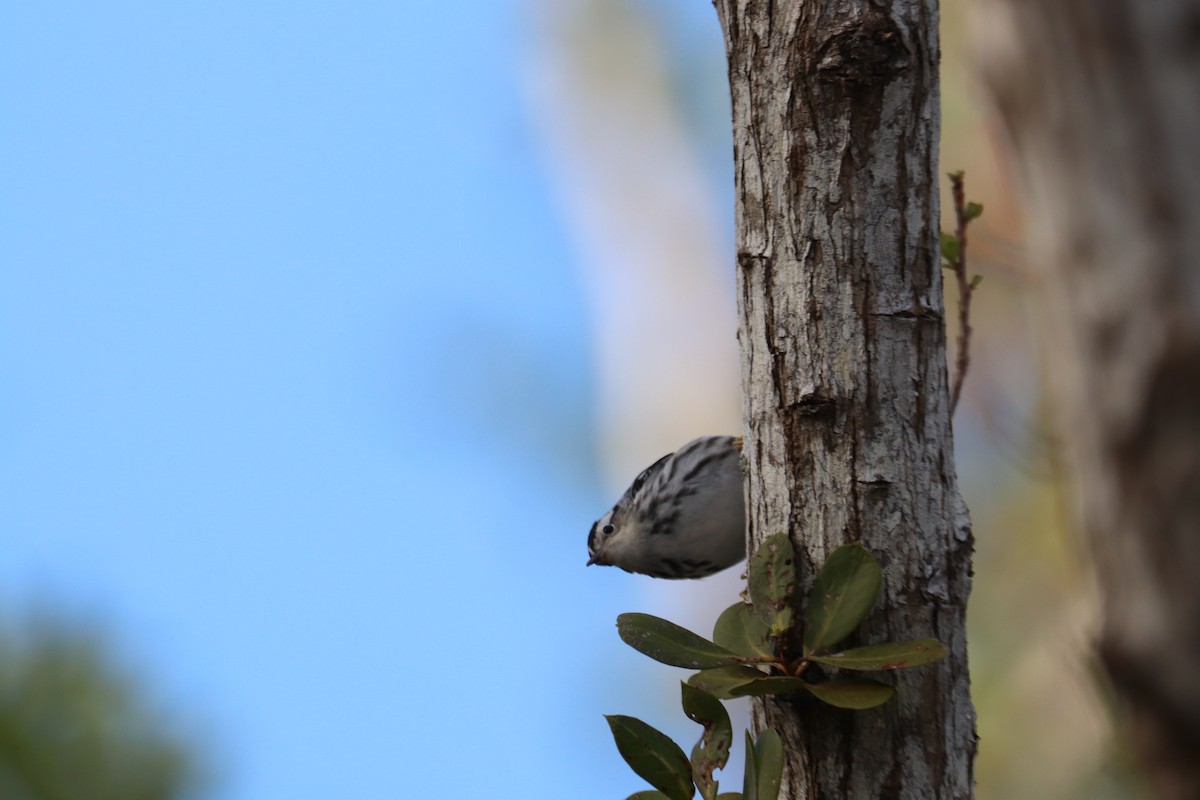 Black-and-white Warbler - ML617040310